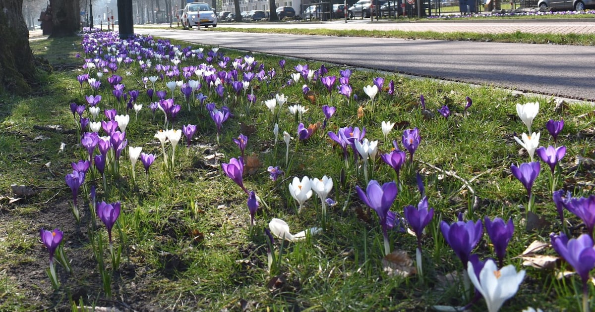 Zachter dan normaal: dit is de weersverwachting voor Deventer in april