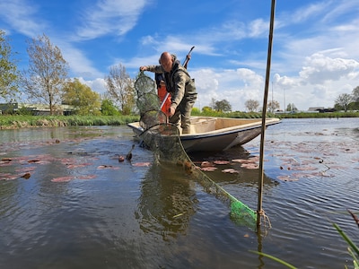 Miljoenen voor waternatuur, maar sloten blijven ‘te leeg en te kaal’ door traag herstel