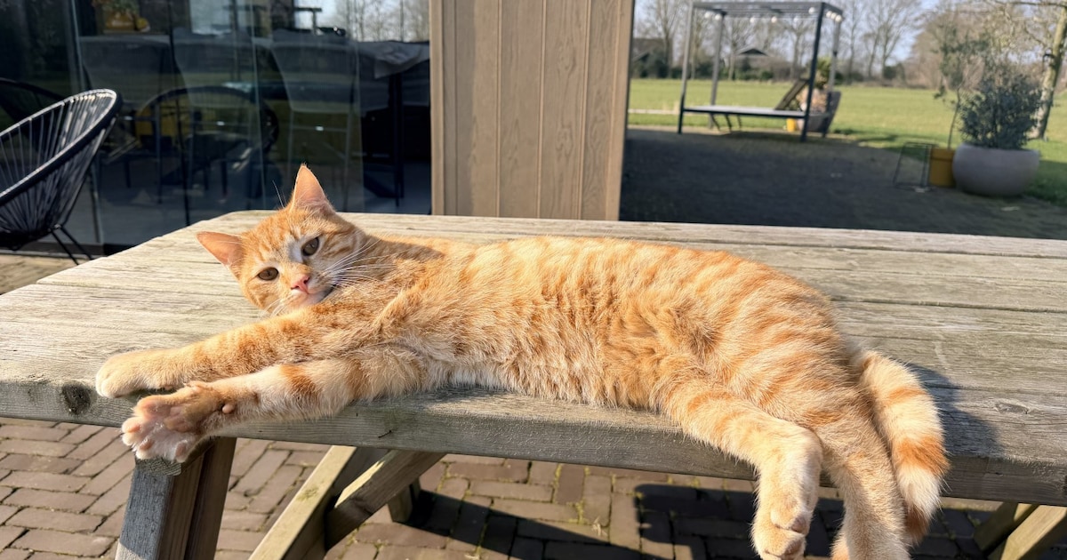 Heb jij Tijger gezien? Dit huisdier wordt in Berkelland vermist