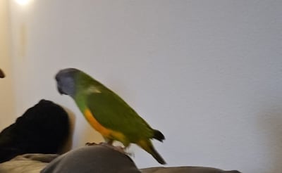 Heb jij Elvis gezien? Dit huisdier wordt in Tiel vermist