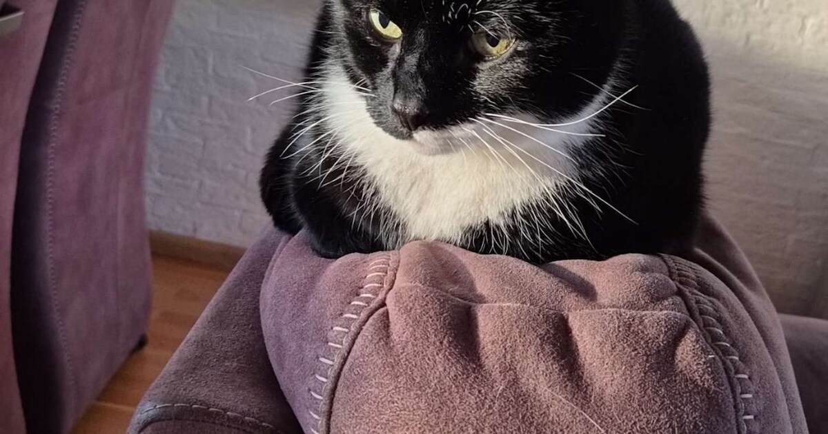 Heb jij Hunter of Youri gezien? Deze twee huisdieren worden in Pekela vermist