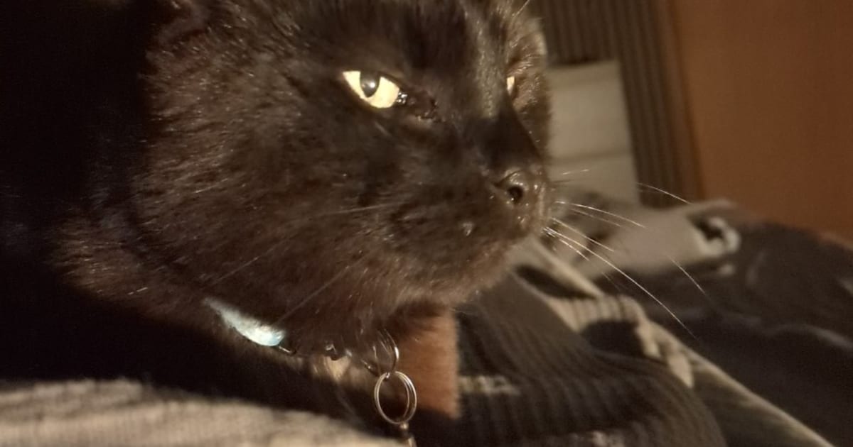 Heb jij Meisje of Kraaltje gezien? Deze twee huisdieren worden in Woensdrecht vermist