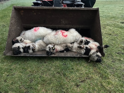 Wolven richten bloedige slachting aan onder schapen in weiland net over grens bij Denekamp