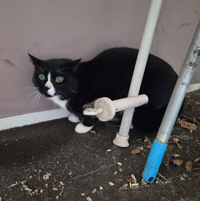 Bang en helemaal alleen: kat drie maanden na overlijden van baasje uit woning gered