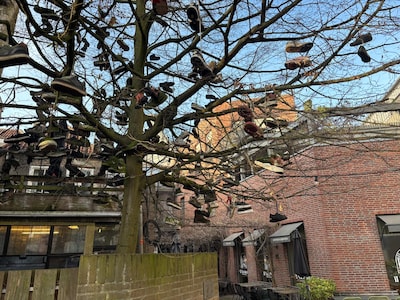 Afgetrapte Vans en beschimmelde Adidassen: wat doen ze in deze boom in de Wijngaardhof?