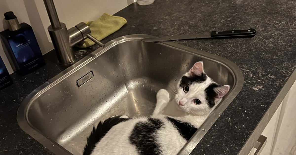 Heb jij Raffa gezien? Dit huisdier wordt in Oudewater vermist
