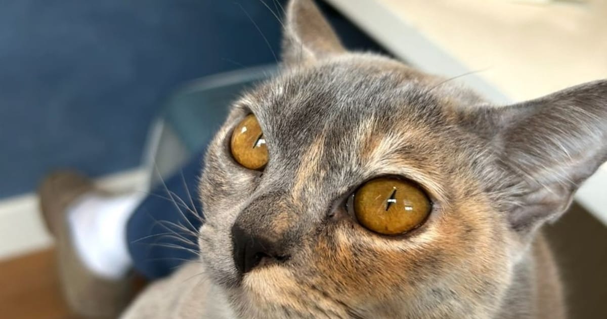 Heb jij Zoe, Luna of Mikki gezien? Deze vier huisdieren worden in Bloemendaal vermist