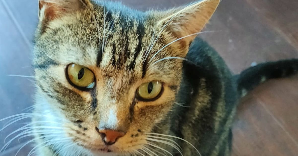 Heb jij Knorrie of Monki gezien? Deze twee huisdieren worden in Haaksbergen vermist