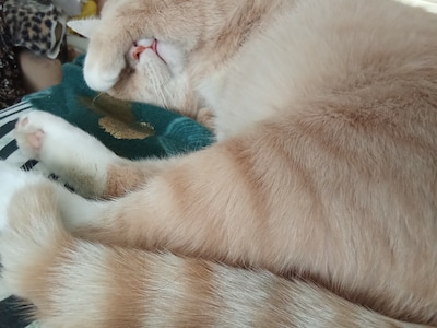 Heb jij Flits, Sammie of Yumm gezien? Deze 19 huisdieren worden in Utrecht vermist