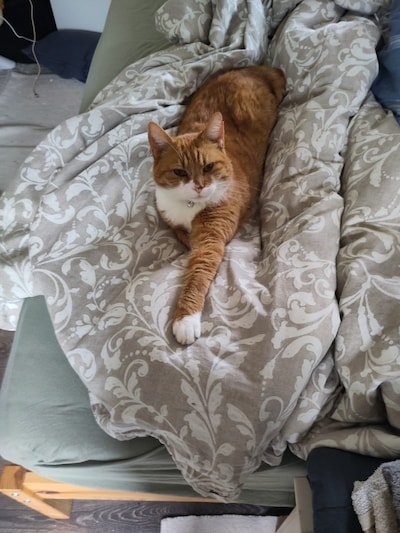 Heb jij Dikkie, Aiko of Majin Billie gezien? Deze zeven huisdieren worden in Arnhem vermist