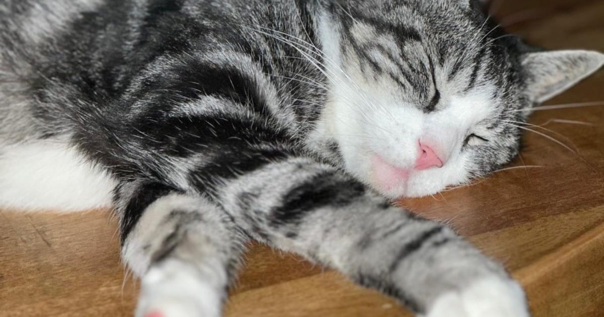 Heb jij Engel gezien? Dit huisdier wordt in Bergen (NH) vermist