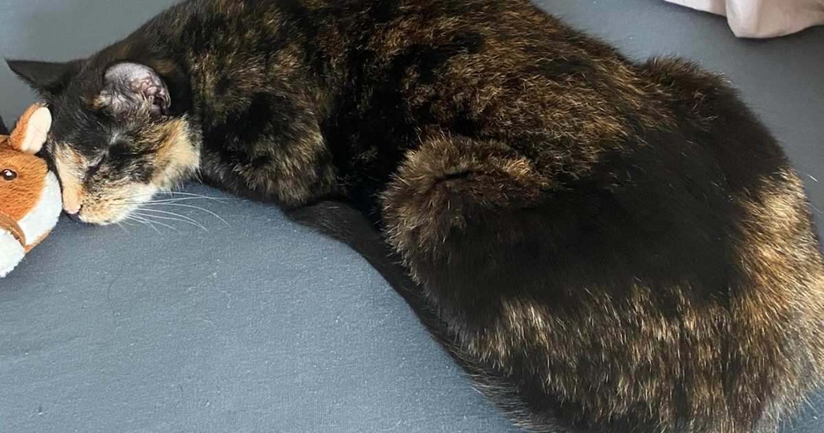 Heb jij Maya of Emi gezien? Deze twee huisdieren worden in Someren vermist