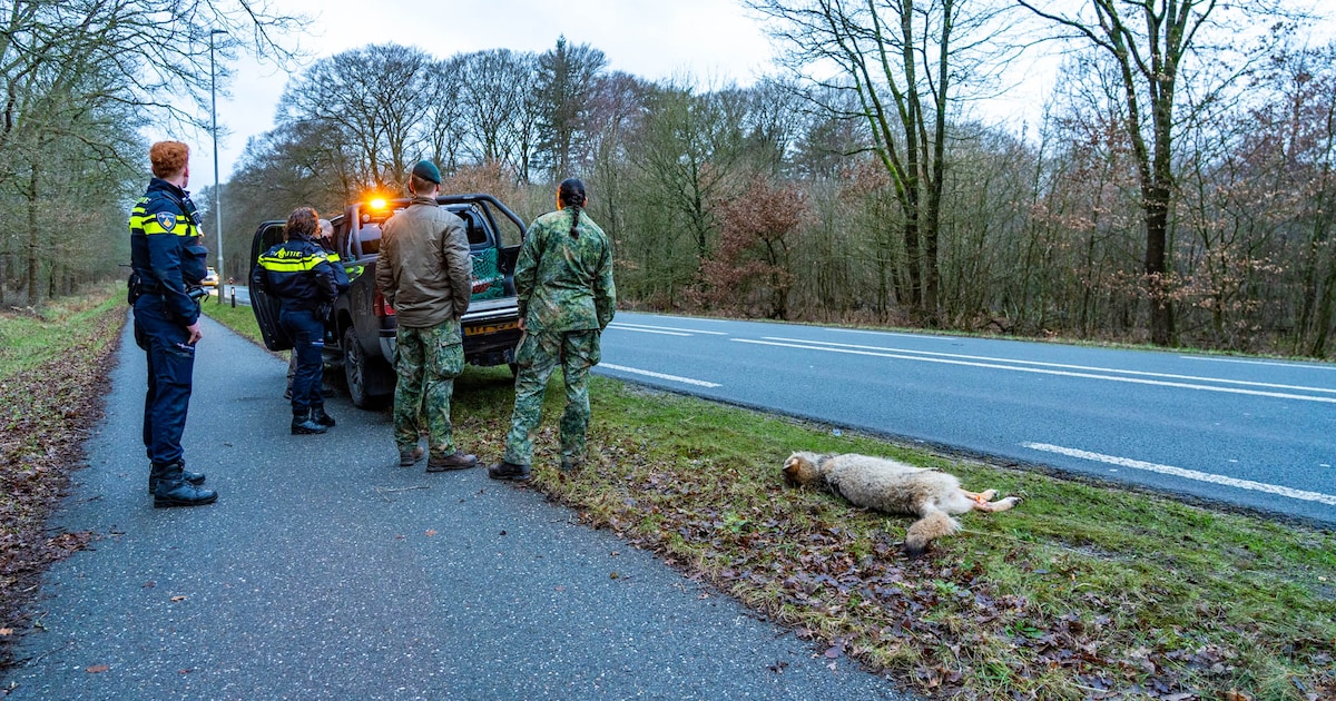 Wolf overleden na aanrijding bij Ermelo