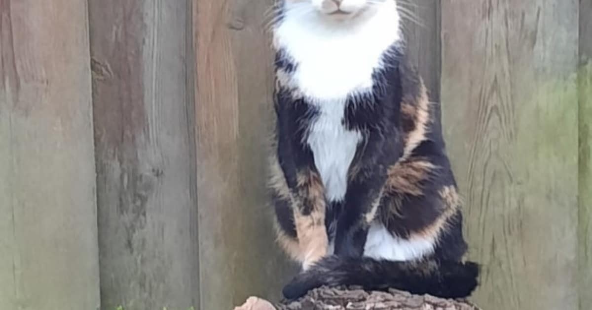 Heb jij Zippy gezien? Dit huisdier wordt in De Bilt vermist