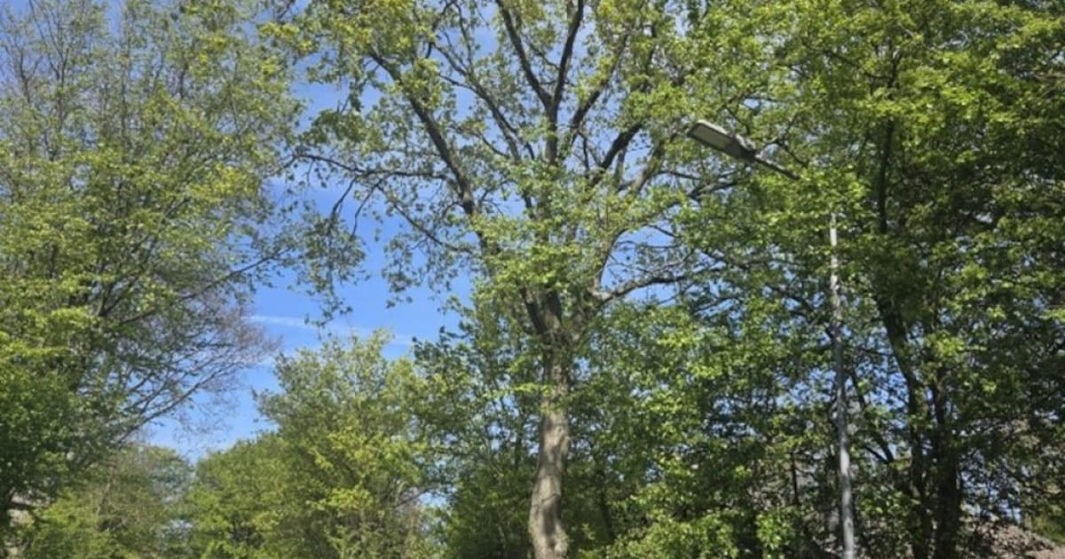 Eikenboom in Oostkapelle gekapt vanwege waterleidinglek