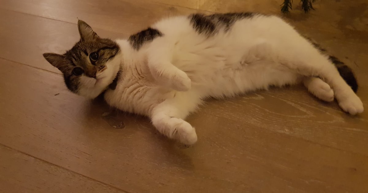 Heb jij Lucky gezien? Dit huisdier wordt in Voorschoten vermist