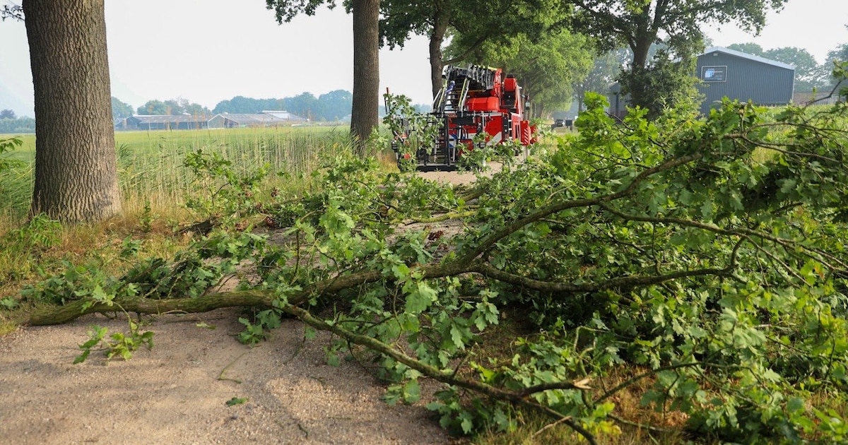 Droogte vergroot kans op vallende takken in Drimmelen