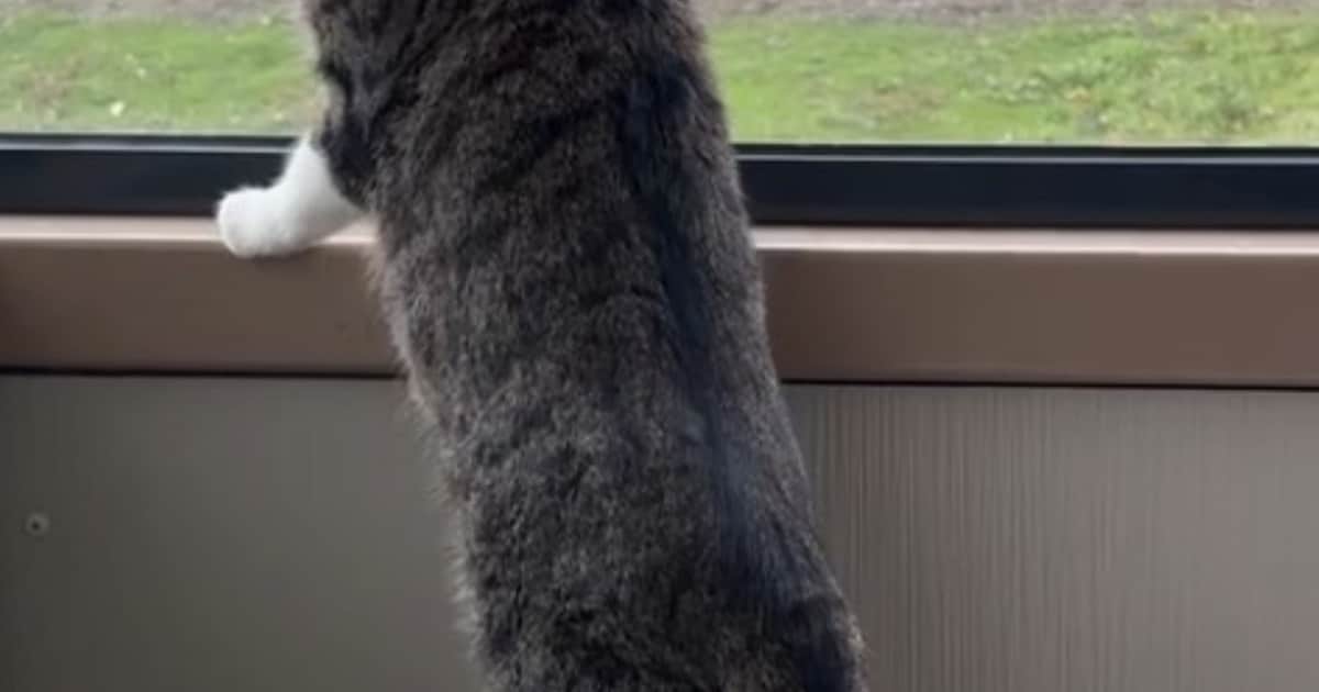 Heb jij Mimi gezien? Dit huisdier wordt in Pijnacker-Nootdorp vermist