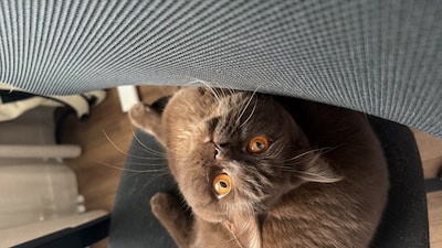 Heb jij Wizzy, Binkie of Loki gezien? Deze vier huisdieren worden in Roosendaal vermist
