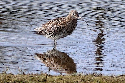 Voorjaar: wintergasten vertrekken en de eerste paartjes zoeken een nestplek