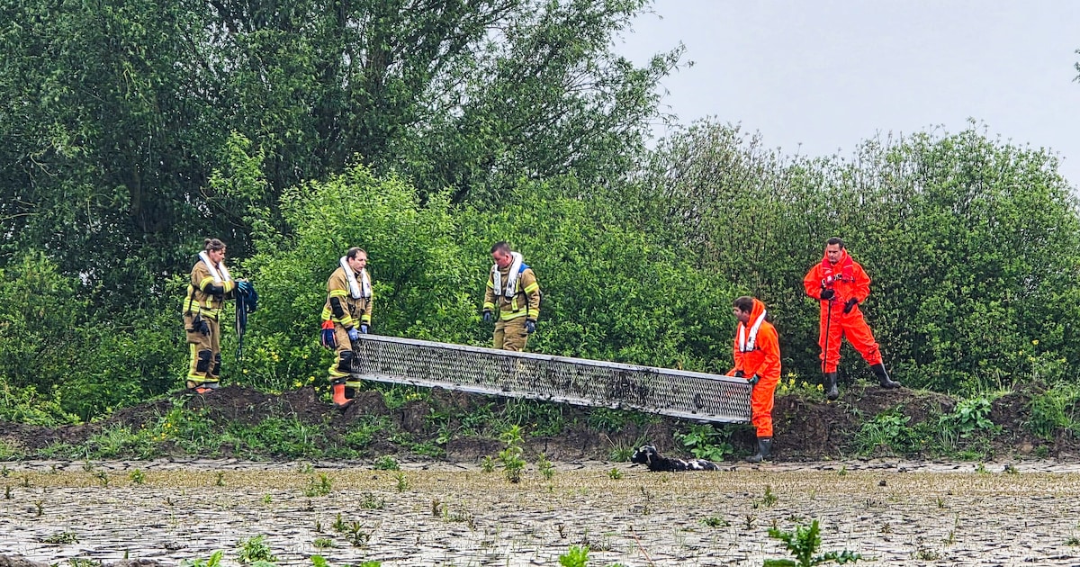 Schapen vast in drijfzand in Zwijndrecht: brandweer komt in actie