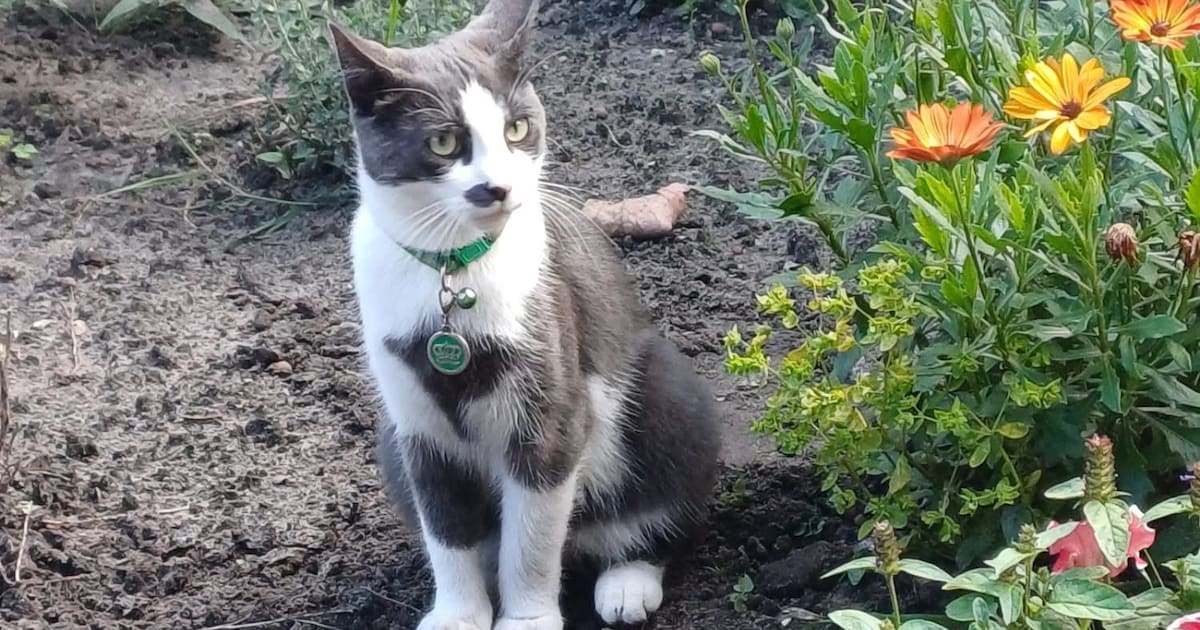 Heb jij Happy gezien? Dit huisdier wordt in Midden-Drenthe vermist