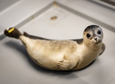 Er gloort weer hoop voor de zeehondjes: al meer dan één miljoen euro opgehaald voor opvangcentrum