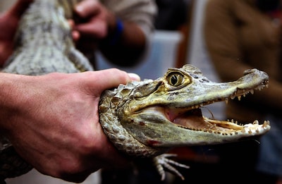 Kamer wilde verbod, maar reptielenbeurs in Houten mag tóch doorgaan