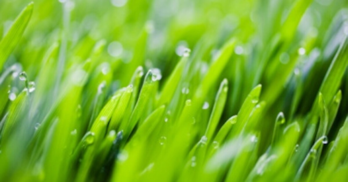 Inzaaien gras op trapveld Paradijslaan start volgende week