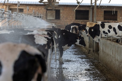 Italiaanse jongen (13) overleden die negen jaar in coma lag na eten van besmette rauwmelkse kaas