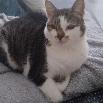 Heb jij Snoopie, Toby of Dory gezien? Deze 12 huisdieren worden in Arnhem vermist