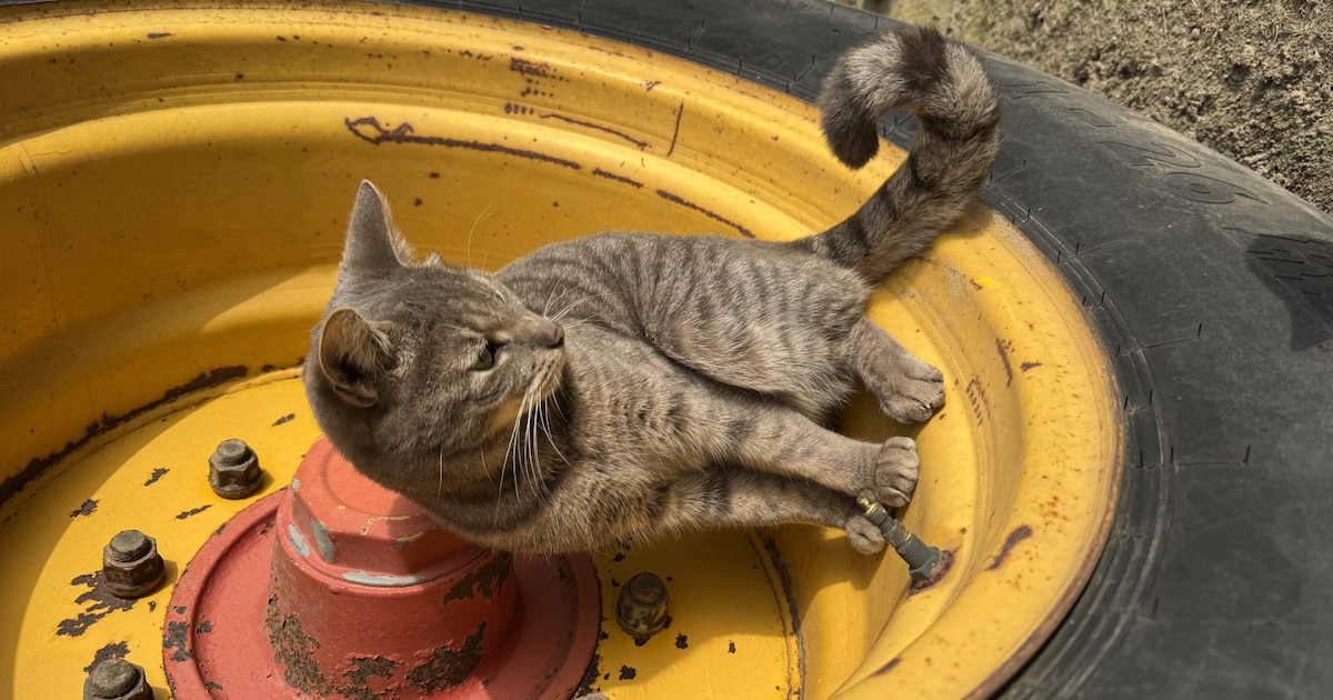 Heb jij Dex of Yoda gezien? Deze twee huisdieren worden in Leudal vermist