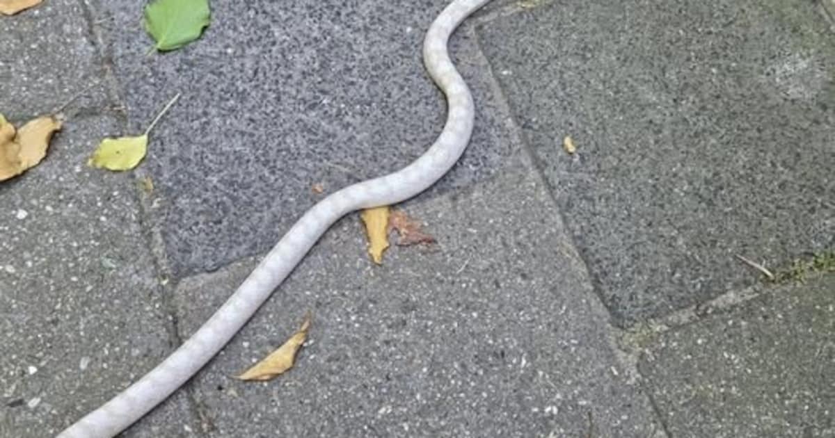 Slang gevonden op straat in Valkenburg, eigenaar gezocht