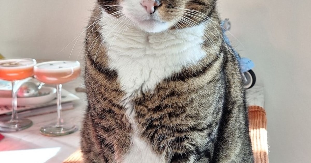 Heb jij Emmie of Snow gezien? Deze twee huisdieren worden in Stede Broec vermist