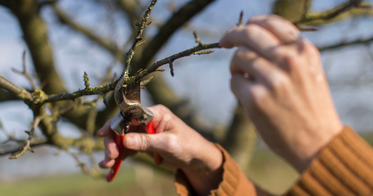 Workshop fruitbomen snoeien op 17 januari in Heel, nu inschrijven mogelijk