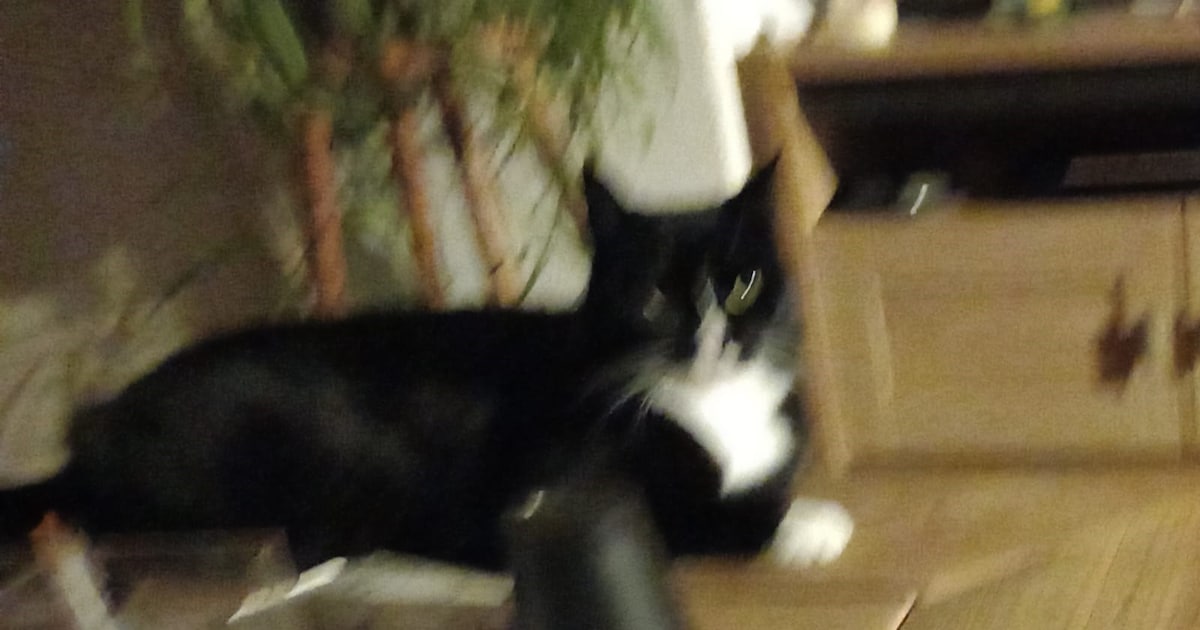 Heb jij Doerak gezien? Dit huisdier wordt in Heusden vermist