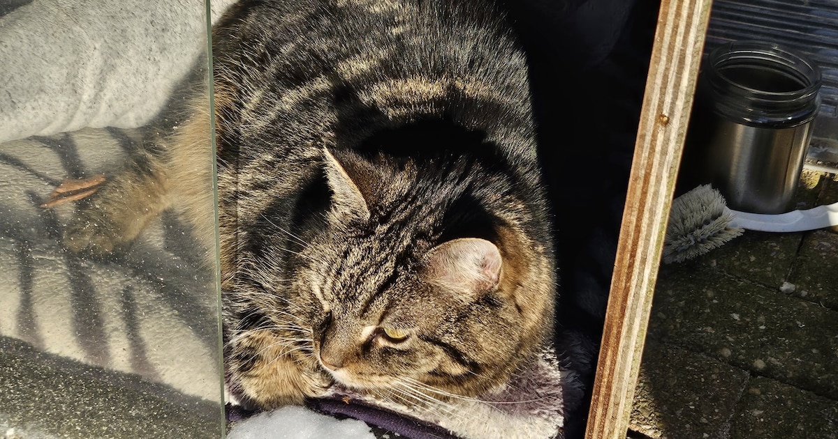 Heb jij Jip of Moppie gezien? Deze twee huisdieren worden in Aa en Hunze vermist