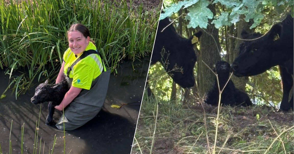Brandweer redt pasgeboren kalfje uit water bij Polderpeil in Alphen, dier had navelstreng nog