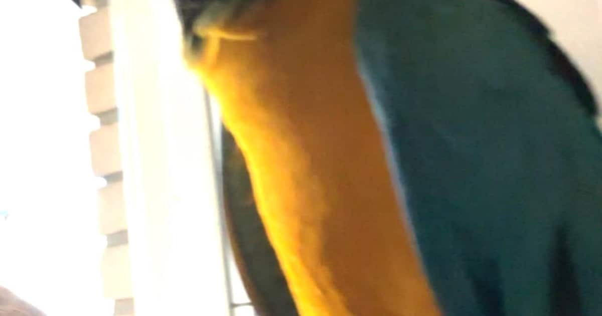 Heb jij Blue gezien? Dit huisdier wordt in Brummen vermist
