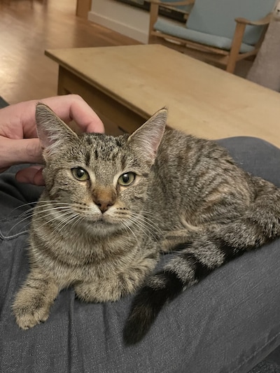 Heb jij Luki, Milo of Jut gezien? Deze 33 huisdieren worden in Amsterdam vermist
