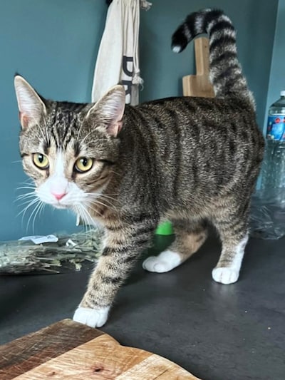 Heb jij Ollie, Kes of Poema gezien? Deze drie huisdieren worden in Etten-Leur vermist