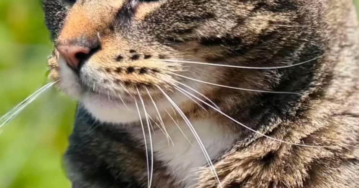 Heb jij Nox gezien? Dit huisdier wordt in Vaals vermist