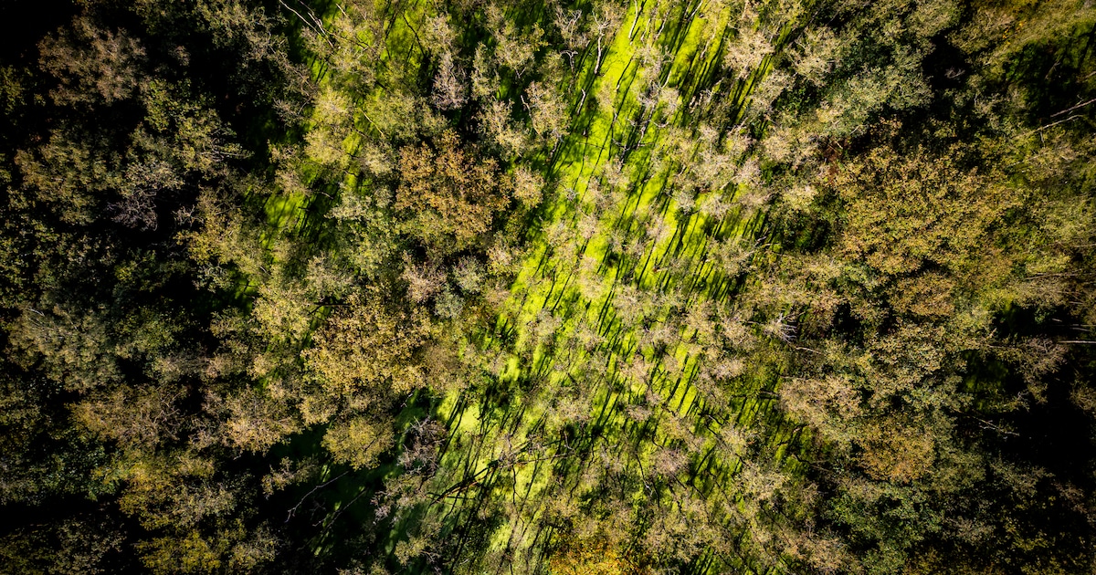 Bomen worden gekapt in bossen bij Tienray en Swolgen