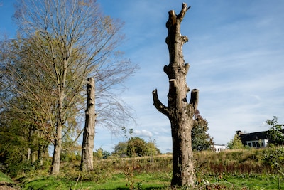 Image related to the article