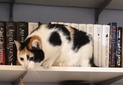 Heb jij Bella gezien? Dit huisdier wordt in Wageningen vermist