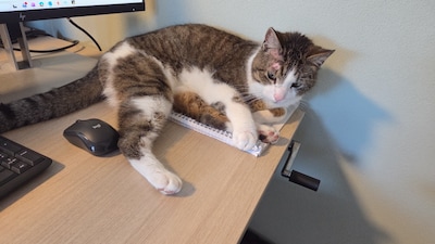 Heb jij Skittle, Rebel of Boeba gezien? Deze acht huisdieren worden in Tilburg vermist