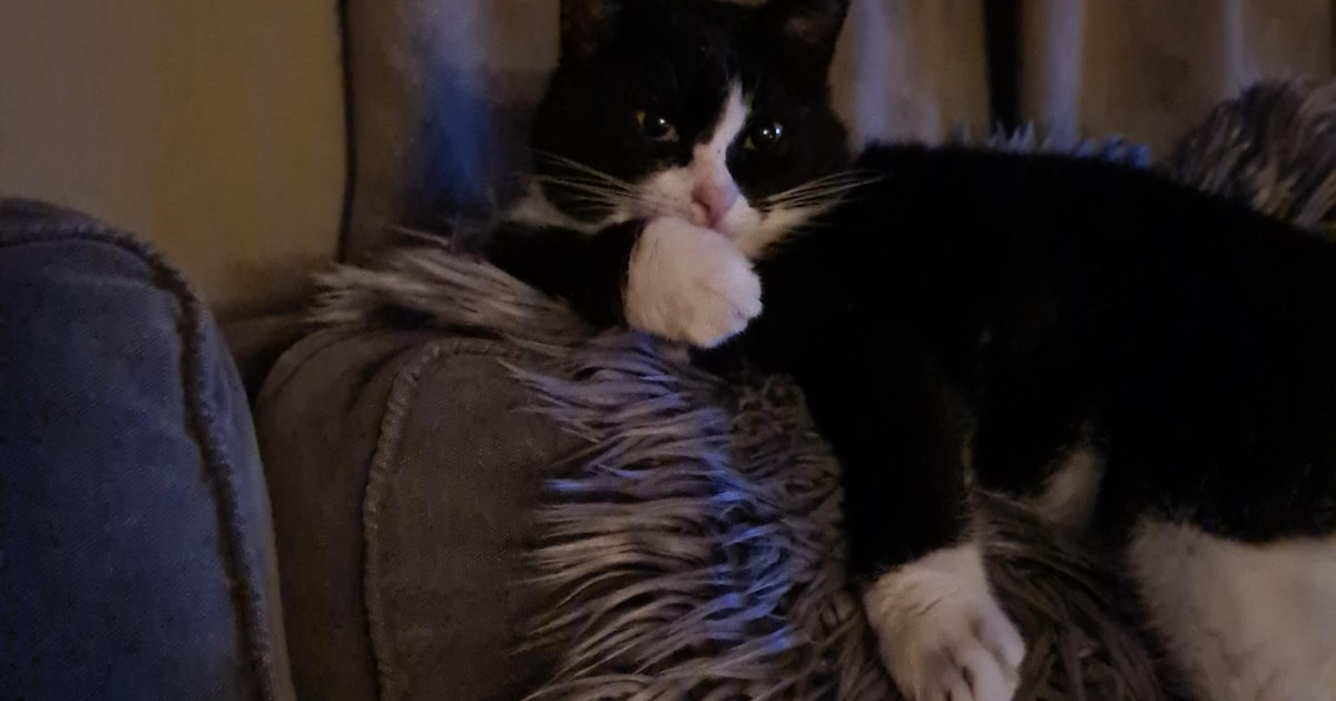 Heb jij Johnny, Findik of Ukie gezien? Deze vier huisdieren worden in Beverwijk vermist