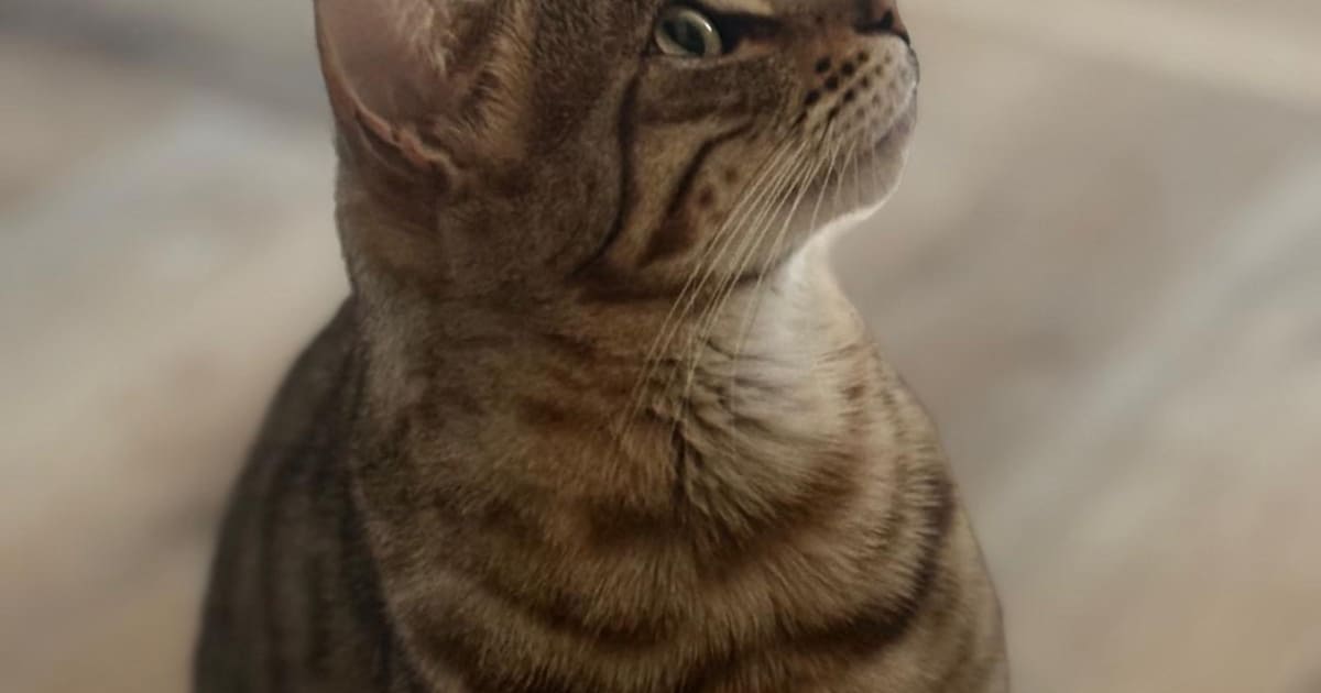 Heb jij Rhuna, Connor of Bro gezien? Deze vier huisdieren worden in Zeist vermist