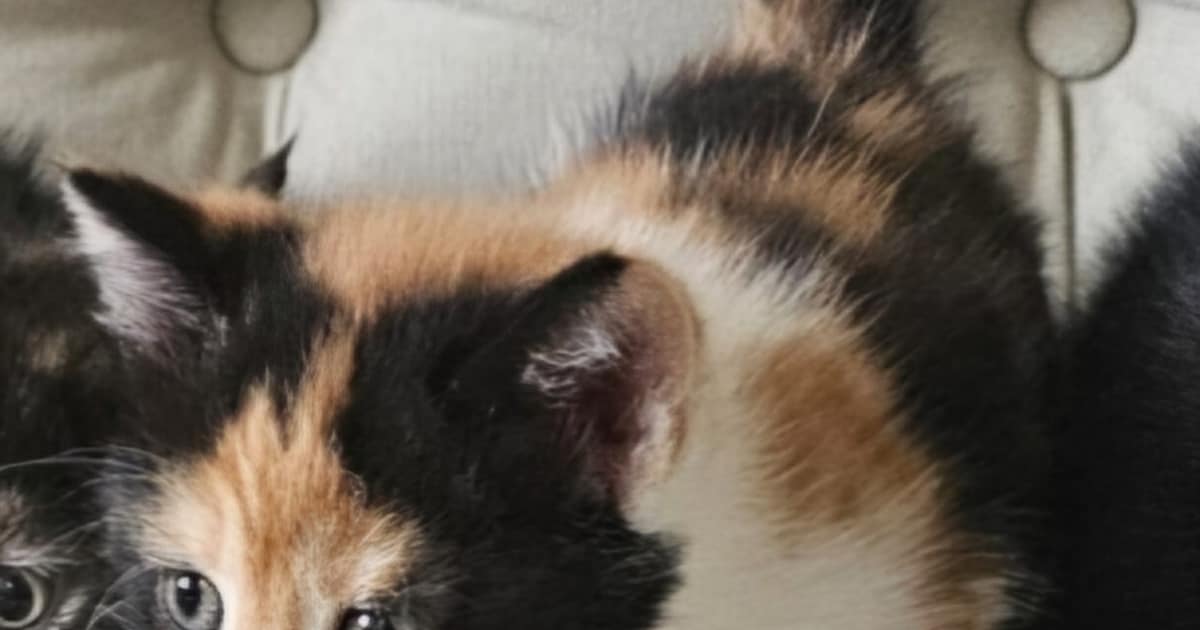 Heb jij Vlekje gezien? Dit huisdier wordt in Alblasserdam vermist