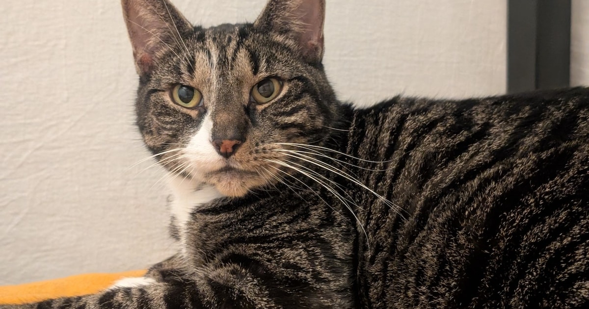 Heb jij Tata gezien? Dit huisdier wordt in Alphen aan den Rijn vermist